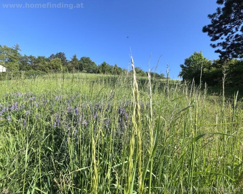 plot at Klosterneuburg/Weidling